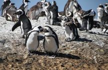 Half Day Boulders Penguins and Cape Point Small Group Tour