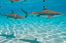 PRIVATE Sunset Tour: Moorea Snorkeling on a Catamaran named Taboo