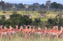2 Days 1 Night Mikumi National Park from Dar es salaam