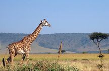 3 Days Private Masai Mara Safari