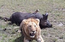 6 Days best of kenya safaris Maasai Mara-Lake Nakuru Amboseli National Park