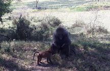 6 Days best of kenya safaris Maasai Mara-Lake Nakuru Amboseli National Park