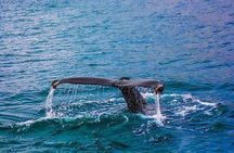 From Cape Town :Cape Agulhas &Whale Watching Tour in Hermanus 