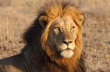 3-Day Kruger National Park Experience