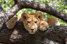 2 Days 1 Night Mikumi National Park from Dar es salaam
