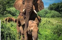 Ngorogoro Crater Tarangire And Lake Manyara Joining Group Safari