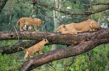 6 Days Safari- Mikumi NP,Udzungwa Mountains NP,and Selous GR