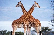 Nairobi Airport Layover Half Day Tour Nairobi National Park