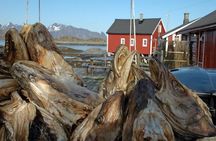 2-Day Lofoten Highlights Photo Tour (Summer)