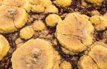2 Days Dallol Trip