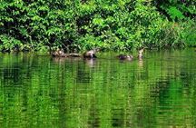 Tambopata (Puerto Maldonado) 4 Days