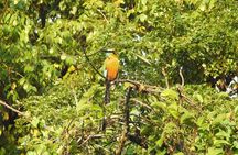 Birdwatching Playa del Carmen