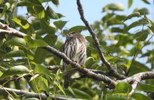 Birdwatching Playa del Carmen