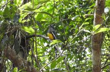 Birdwatching Playa del Carmen