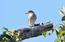 Birdwatching Playa del Carmen