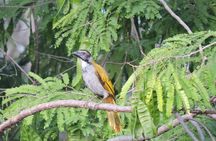 Birdwatching Cancun
