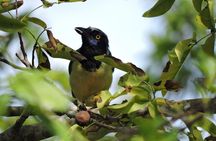 Birdwatching Cancun