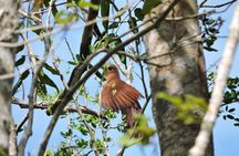 Birdwatching Cancun