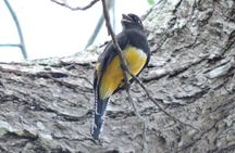 Birdwatching Cancun