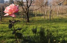 Organic Winery tour with Full Lunch from Assisi 