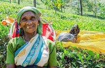 Day Tour of Nuwara Eliya