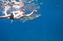 Cebu Whaleshark Tour