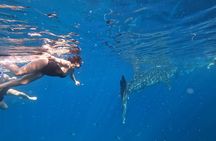 Cebu Whaleshark Tour