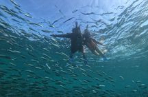 Moalboal sardines, turtles, and Kawasan Canyon