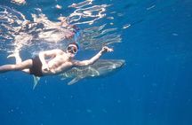 Cebu Whalesharks, Sumilon Island & Tumalog falls