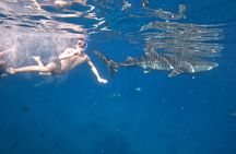 Cebu Whalesharks, Sumilon Island & Tumalog falls