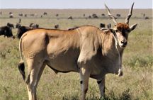 2 Days 1 Night Mikumi National Park from Dar es salaam