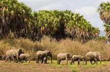 Discover the Wonders of Selous Game Reserve - 4 Days