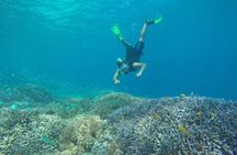 Private Snorkeling Gili Island (Coral, Statue and Turtle) 