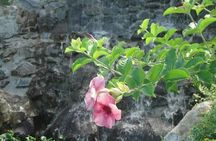 St Lucia Northern Island Tour