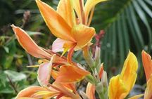 St Lucia Northern Island Tour