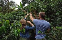 Private coffee tour near Medellín, from bean to cup.