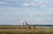 Chobe Day Trip
