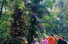 A Journey Through Carambola Gardens & Optional Beach Time or West End Shopping