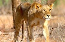  2 Days Morogoro- Selous Game Reserve(Nyerere national park)