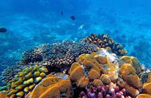 Full-Day Group Snorkeling Tour to Mnemba Island