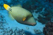 Full-Day Group Snorkeling Tour to Mnemba Island