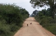 All Inclusive Yala National Park Jeep Safari Day Tour from Colombo & Negombo