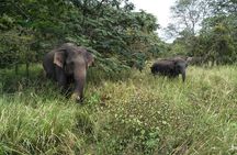 All Inclusive Yala National Park Jeep Safari Day Tour from Colombo & Negombo