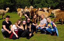 2-Hour Alpaca Farm Experience in Kenilworth