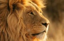 Full Day Safari Tour of Pilanesberg National Park, Open Jeep experience 