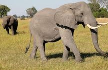 Full Day Safari Tour of Pilanesberg National Park, Open Jeep experience 
