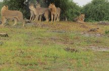 Full Day Safari Tour of Pilanesberg National Park, Open Jeep experience 