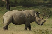 4-Day Masai Mara and Lake Nakuru safari from Nairobi.
