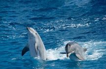 Overnight Snorkeling Trip At Satayh Dolphin Reef From Marsa alam