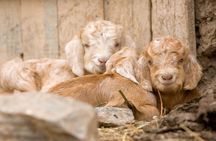 Undiscovered Uzbekistan: Ukhum Village from Samarkand